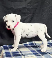 Dilly pink , a female Dalmatian for sale in Cape May, NJ – 8 of 10