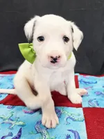 Opal green long coat, a male Dalmatian for sale in Cape May, NJ – 2 of 6