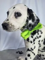 Zoomi neon green, a female Dalmatian for sale in Cape May, NJ – 6 of 10