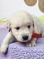Golden orange, a male Golden Retriever for sale in Cape May, NJ – Photo 2 of 10