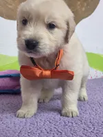 Golden orange, a male Golden Retriever for sale in Cape May, NJ – Photo 7 of 10