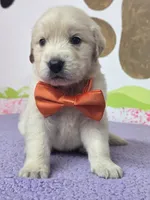 Golden orange, a male Golden Retriever for sale in Cape May, NJ – Photo 10 of 10
