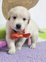 Golden orange, a male Golden Retriever for sale in Cape May, NJ – Photo 1 of 10