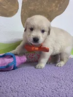 Golden orange, a male Golden Retriever for sale in Cape May, NJ – Photo 4 of 10