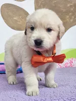 Golden orange, a male Golden Retriever for sale in Cape May, NJ – Photo 3 of 10