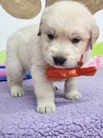 Golden orange, a male Golden Retriever for sale in Cape May, NJ – Photo 6 of 10