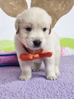 Golden orange, a male Golden Retriever for sale in Cape May, NJ – Photo 5 of 10