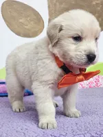 Golden orange, a male Golden Retriever for sale in Cape May, NJ – Photo 8 of 10