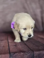 Golden purple, a female Golden Retriever for sale in Cape May, NJ – 10 of 10