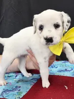Opal yellow long coat, a female Dalmatian for sale in Cape May, NJ – 6 of 8