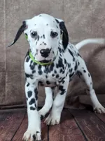 Gucci green , a male Dalmatian for sale in Cape May, NJ – Photo 2 of 10