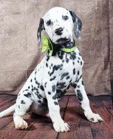 Gucci green , a male Dalmatian for sale in Cape May, NJ – Photo 3 of 10