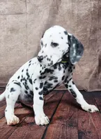 Gucci green , a male Dalmatian for sale in Cape May, NJ – Photo 7 of 10