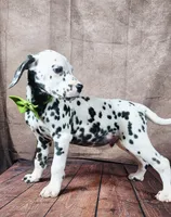Gucci green , a male Dalmatian for sale in Cape May, NJ – Photo 8 of 10