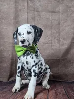 Gucci green , a male Dalmatian for sale in Cape May, NJ – Photo 10 of 10