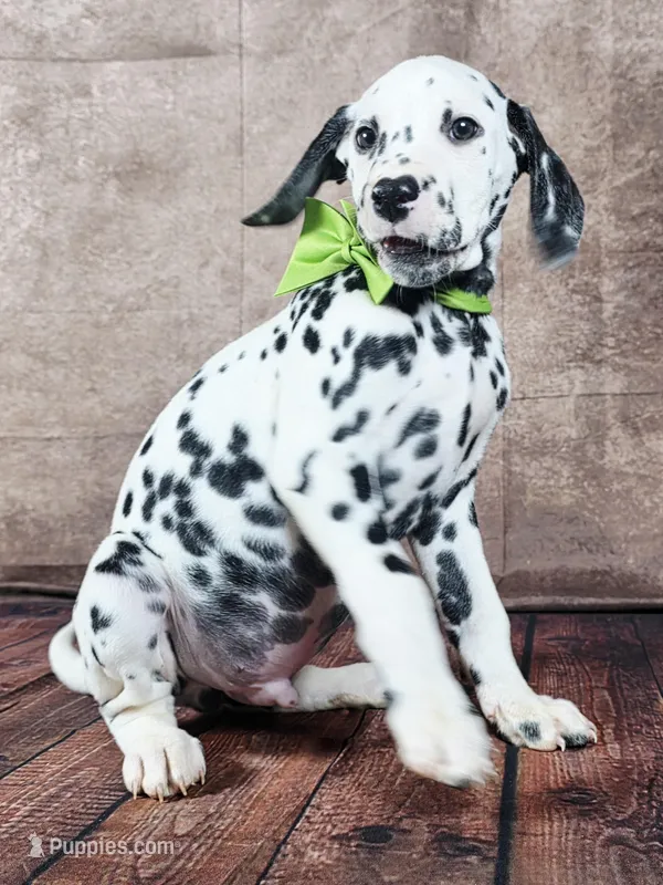 Gucci green  – Dalmatian puppy for sale in Cape May, NJ