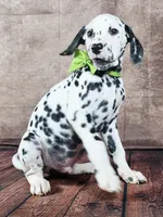 Gucci green , a male Dalmatian for sale in Cape May, NJ – Photo 1 of 10