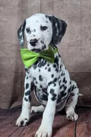 Gucci green , a male Dalmatian for sale in Cape May, NJ – Photo 5 of 10