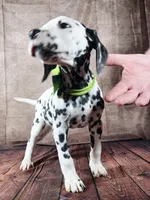 Gucci green , a male Dalmatian for sale in Cape May, NJ – Photo 9 of 10