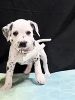 Giggles white , a female Dalmatian for sale in Cape May, NJ – 6 of 10