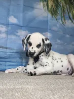 Fraidy black.LUA, a male Dalmatian for sale in Cape May, NJ – 9 of 10
