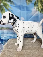 Fraidy green LUA , a male Dalmatian for sale in Cape May, NJ – 9 of 10
