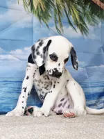 Fraidy black.LUA, a male Dalmatian for sale in Cape May, NJ – 7 of 10