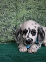 Mila aqua long coat, a female Dalmatian for sale in Cape May, NJ – 3 of 10