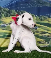 Aphrodite hot pink LUA , a female Dalmatian for sale in Cape May, NJ – 1 of 10