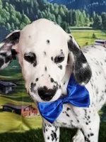 Aphrodite blue LUA , a male Dalmatian for sale in Cape May, NJ – 4 of 10