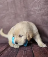 Golden aqua , a female Golden Retriever for sale in Cape May, NJ – 2 of 10