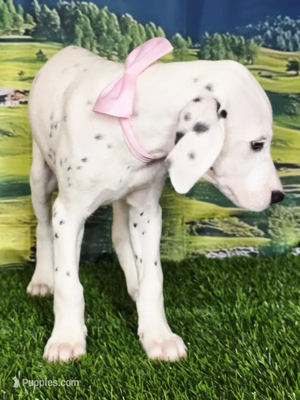 Aphrodite pink LUA – Dalmatian puppy for sale in Cape May, NJ