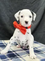 Dilly red, a male Dalmatian for sale in Cape May, NJ – 5 of 10