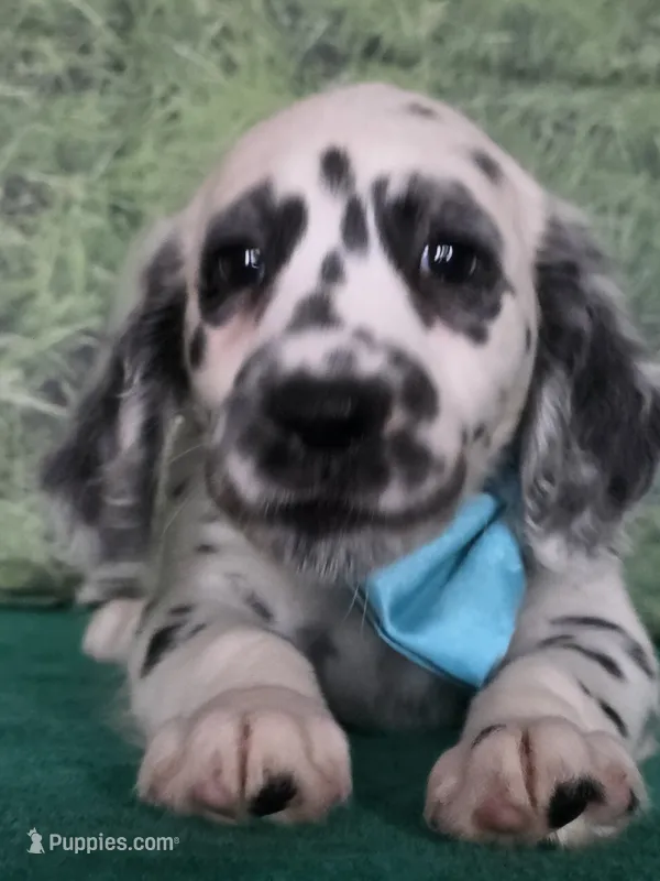 Mila aqua long coat – Dalmatian puppy for sale in Cape May, NJ