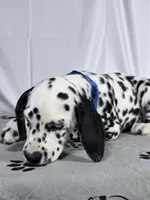 Zoomy blue , a male Dalmatian for sale in Cape May, NJ – 7 of 10