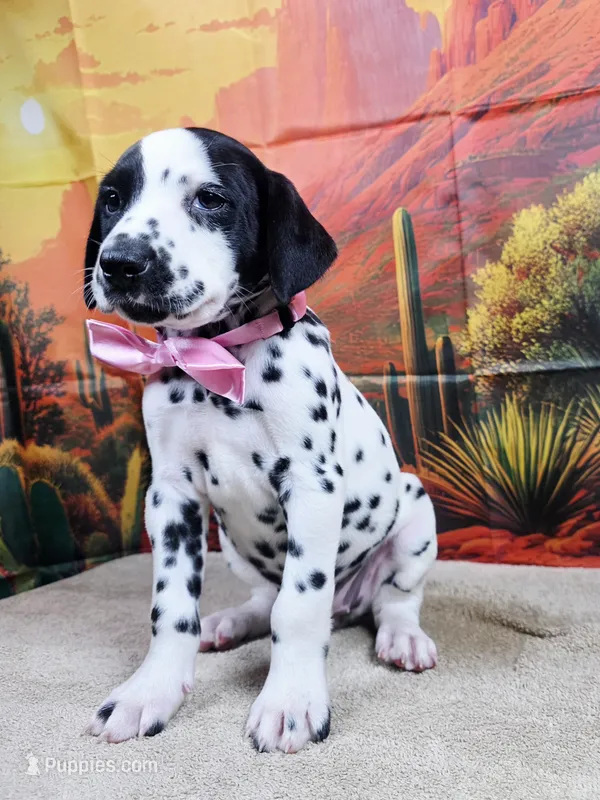 Carmella pink – Dalmatian puppy for sale in Cape May, NJ