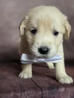 Golden white, a female Golden Retriever for sale in Cape May, NJ – 4 of 10