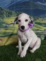 Aphrodite purple LUA , a female Dalmatian for sale in Cape May, NJ – 9 of 10