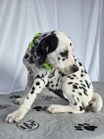 Zoomi neon green, a female Dalmatian for sale in Cape May, NJ – 9 of 10