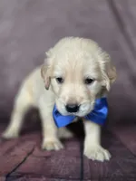 Golden blue, a male Golden Retriever for sale in Cape May, NJ – 9 of 10
