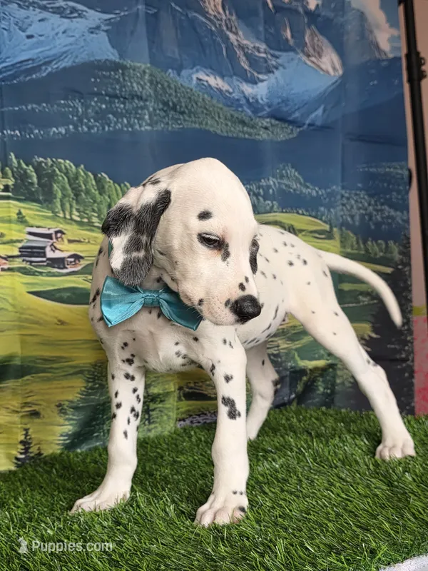 Aphrodite aqua LUA – Dalmatian puppy for sale in Cape May, NJ