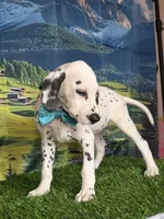 Aphrodite aqua LUA, a female Dalmatian for sale in Cape May, NJ – 1 of 6