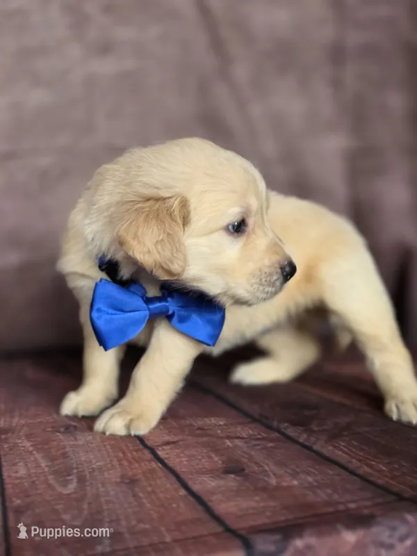 Golden blue – Golden Retriever puppy for sale in Cape May, NJ