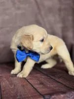 Golden blue, a male Golden Retriever for sale in Cape May, NJ – 1 of 10