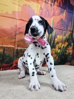 Carmella pink, a female Dalmatian for sale in Cape May, NJ – 5 of 10