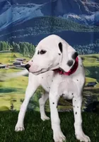 Aphrodite hot pink LUA , a female Dalmatian for sale in Cape May, NJ – 10 of 10