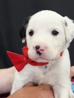 Opal red long coat, a male Dalmatian for sale in Cape May, NJ – 5 of 10