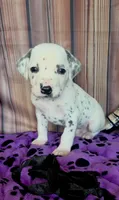 Giggles black , a male Dalmatian for sale in Cape May, NJ – 10 of 10