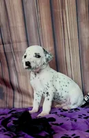 Giggles black , a male Dalmatian for sale in Cape May, NJ – 9 of 10