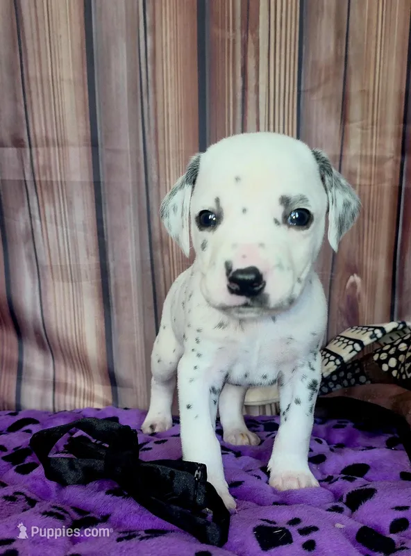 Giggles black  – Dalmatian puppy for sale in Cape May, NJ